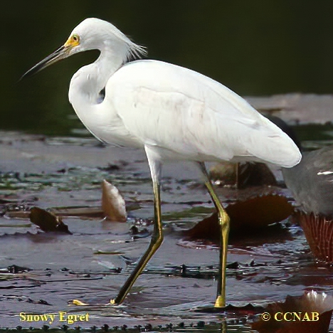 Birds of North America