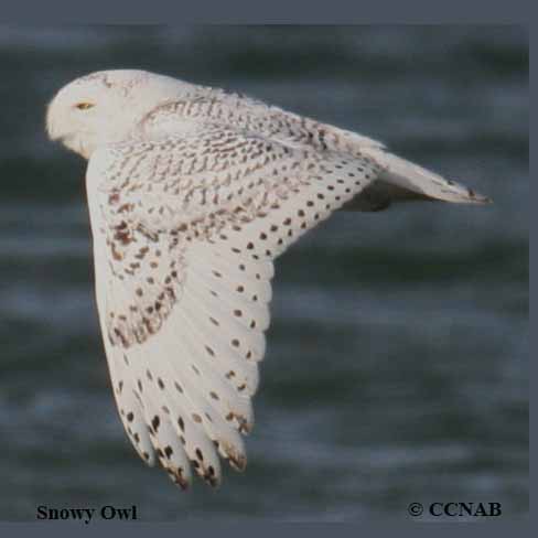 Snowy Owl