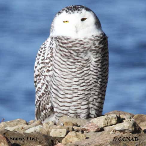 Snowy Owl