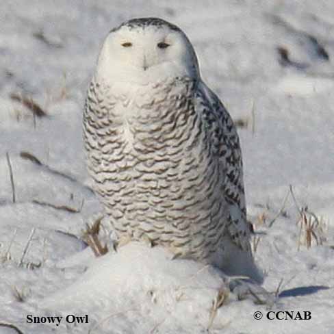 Birds of North America