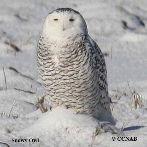 Snowy Owl