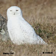 Snowy Owl