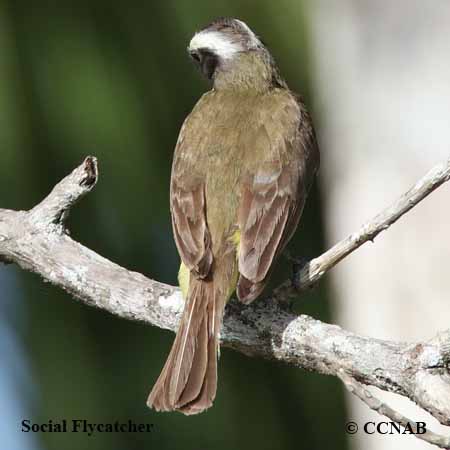 Social Flycatcher