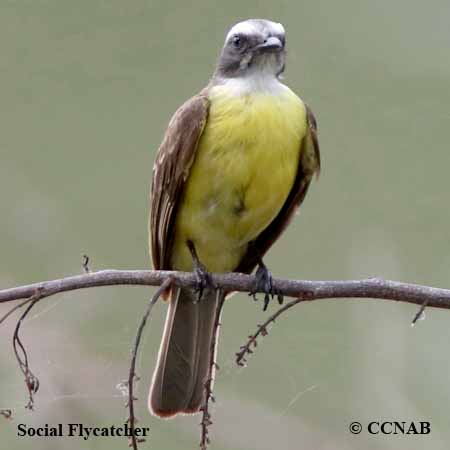 Social Flycatcher