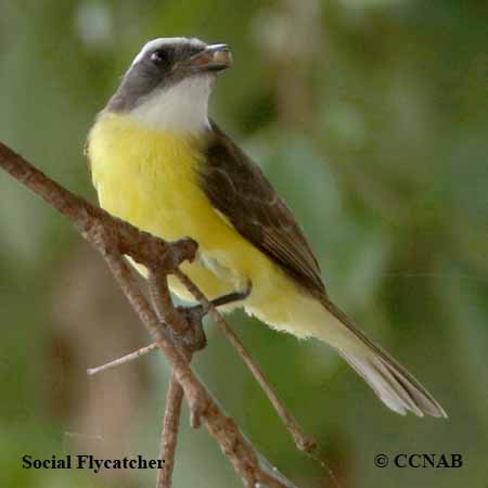 Social Flycatcher
