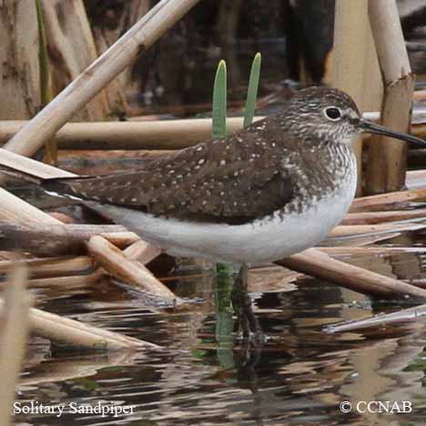 Birds of North America