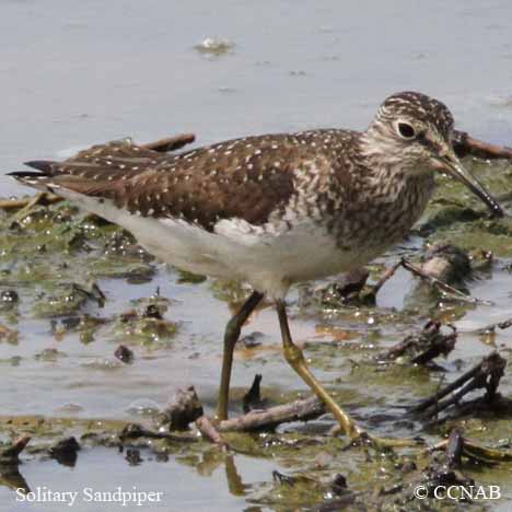 Solitary Sandpiper