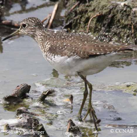 Solitary Sandpiper