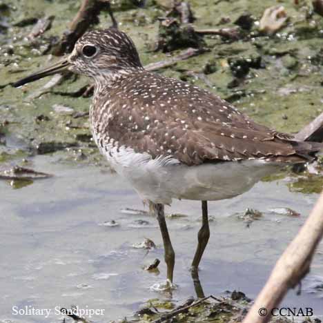 Birds of North America