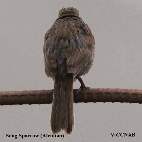 Song Sparrow (Aleutian)