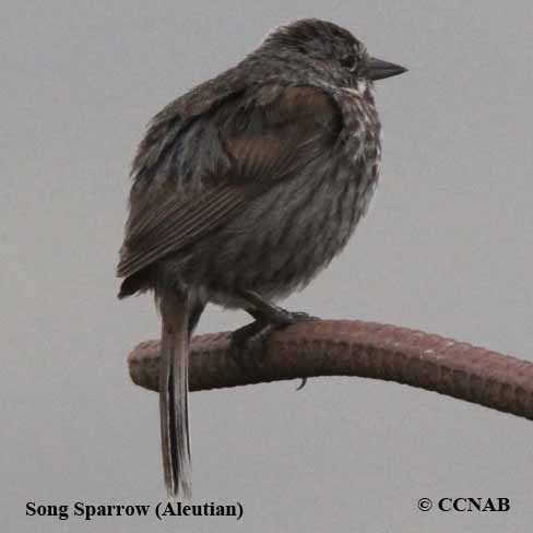 Song Sparrow (Aleutian)