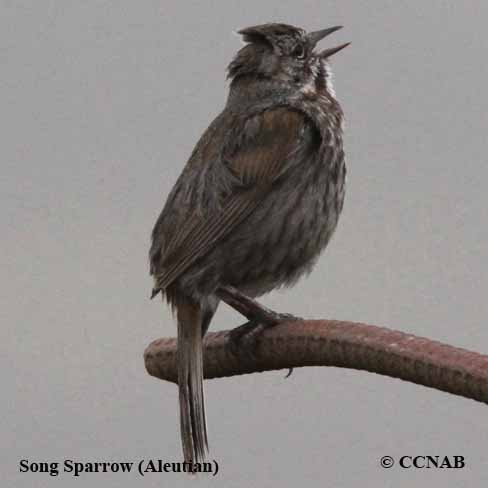 Song Sparrow (Aleutian)