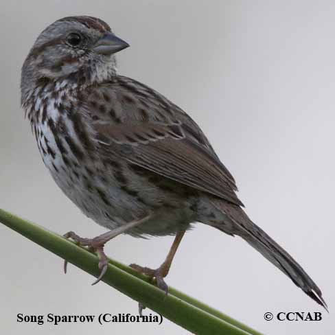 Song Sparrow (California)
