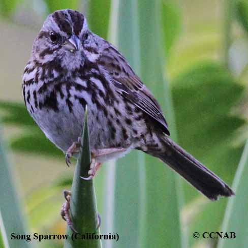 Song Sparrow (California)