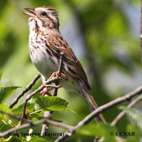 Birds og North America