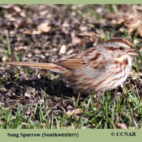 Birds of North America
