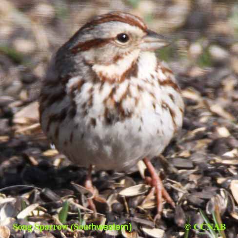Birds of North America