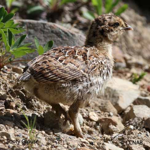 Sooty Grouse