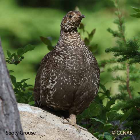 Sooty Grouse