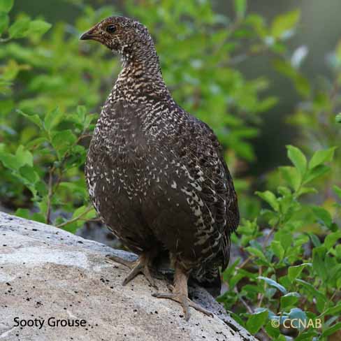 Sooty Grouse