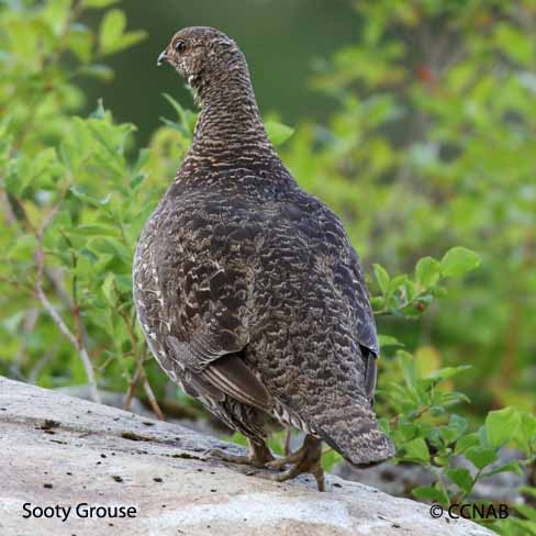 Sooty Grouse