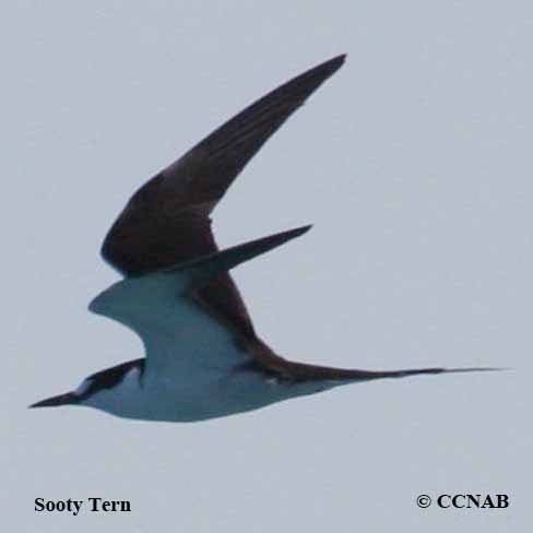 Birds of North America