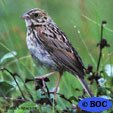 Sparrows