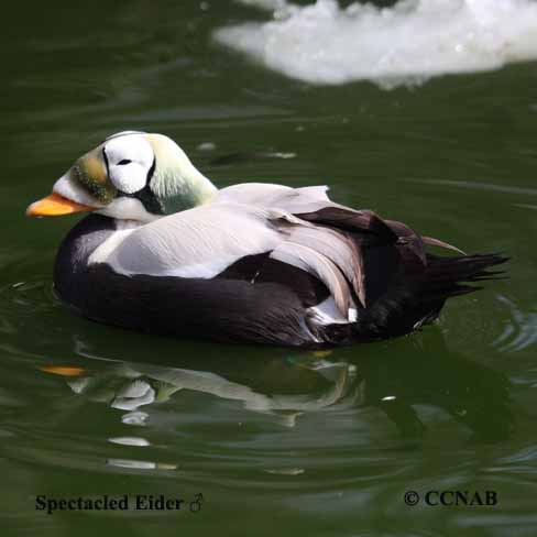 Spectacled Eider