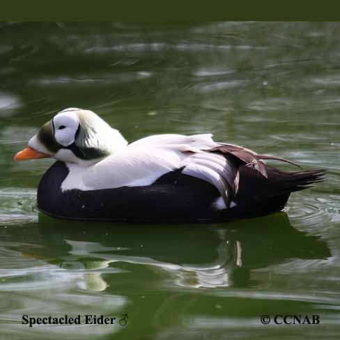 Birds of North America