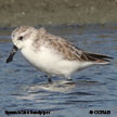 Spoon-billed Sandpiper