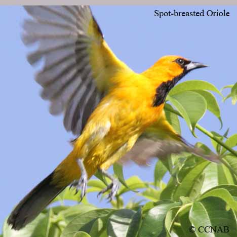 Spot-breasted Oriole