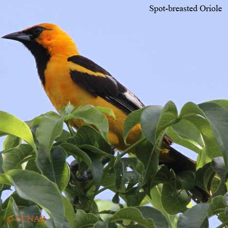 Spot-breasted Oriole