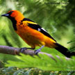 Spot-breasted Oriole