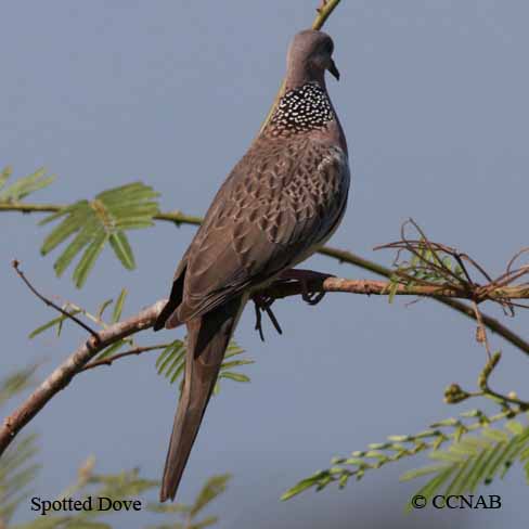 Spotted Dove