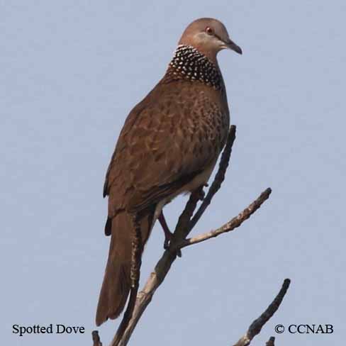 Spotted Dove