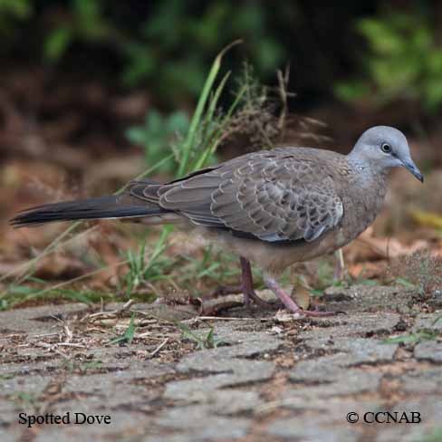 Spotted Dove