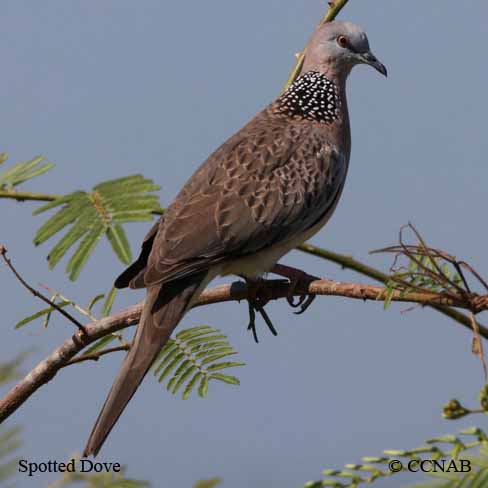 Spotted Dove