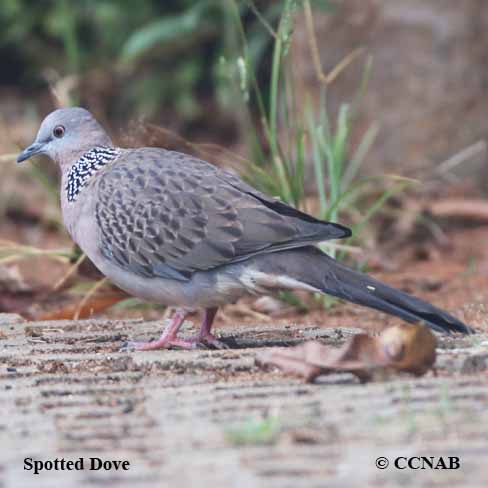 Birds of North America