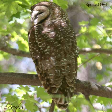 Spotted Owl