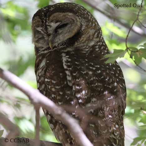 Spotted Owl