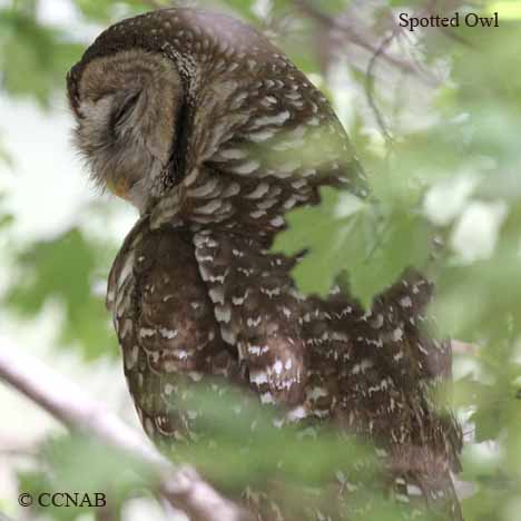 Spotted Owl