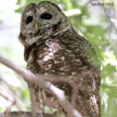 Spotted Owl