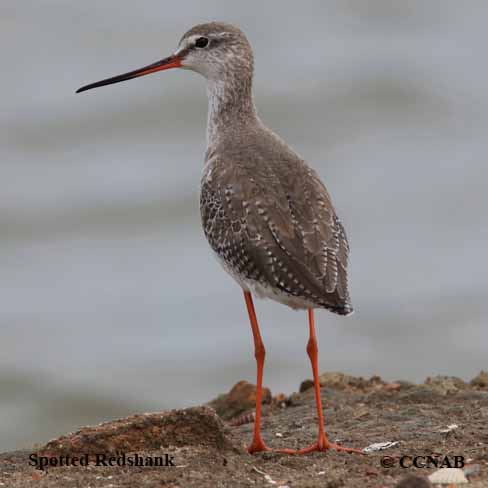 Birds of North America