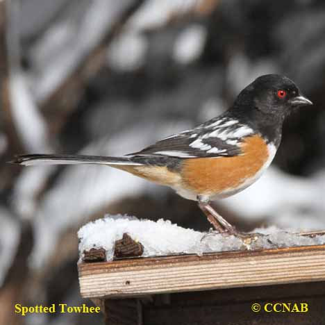 Birds of North America