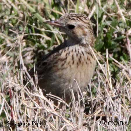 Birds of North America