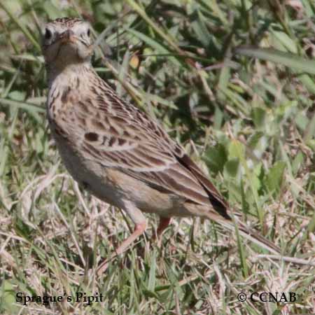 Birds of North America