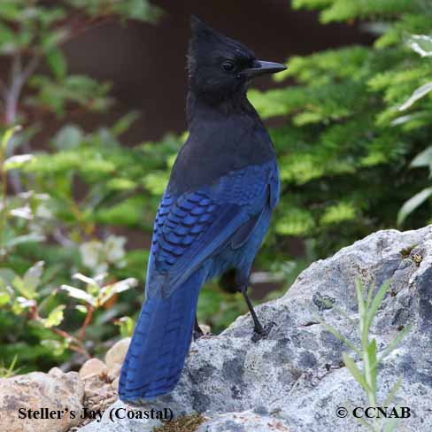 Steller's Jay (Coastal) (Cyanocitta stelleri carbonacea) - North ...