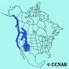 Steller's Jay Coastal range map