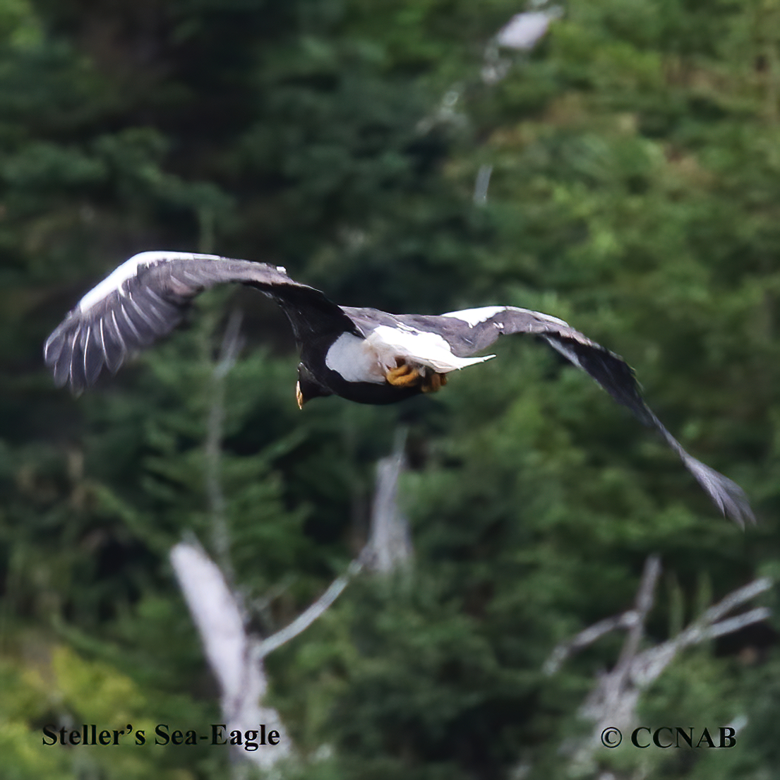 Steller's Sea Eagle