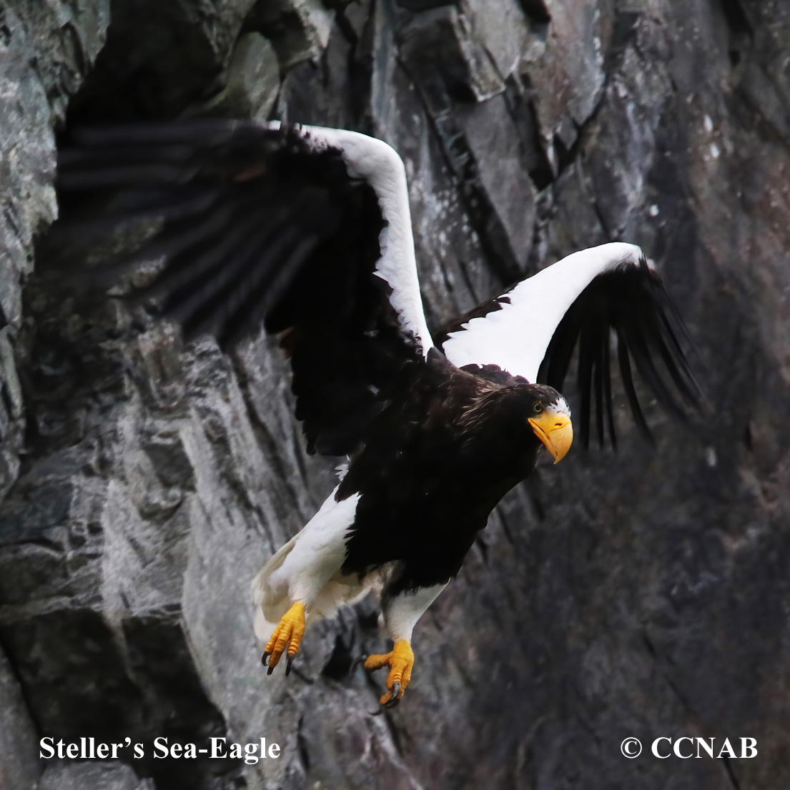 Steller's Sea Eagle